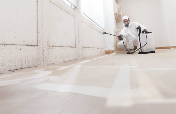 Black mold remediation team in Yale